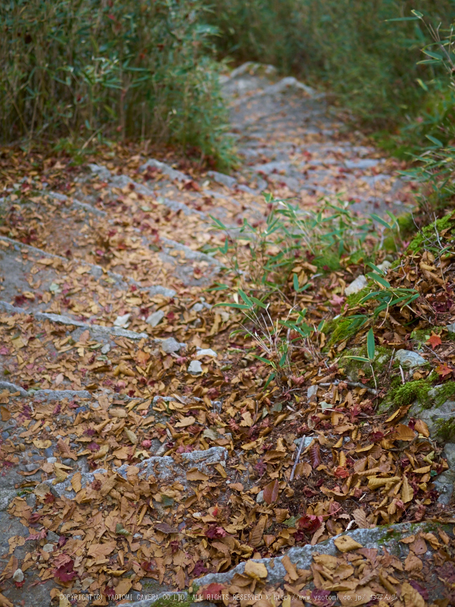 大台ヶ原,紅葉(P1070695,25 mm,F1.7,iso200)2015yaotomi_.jpg