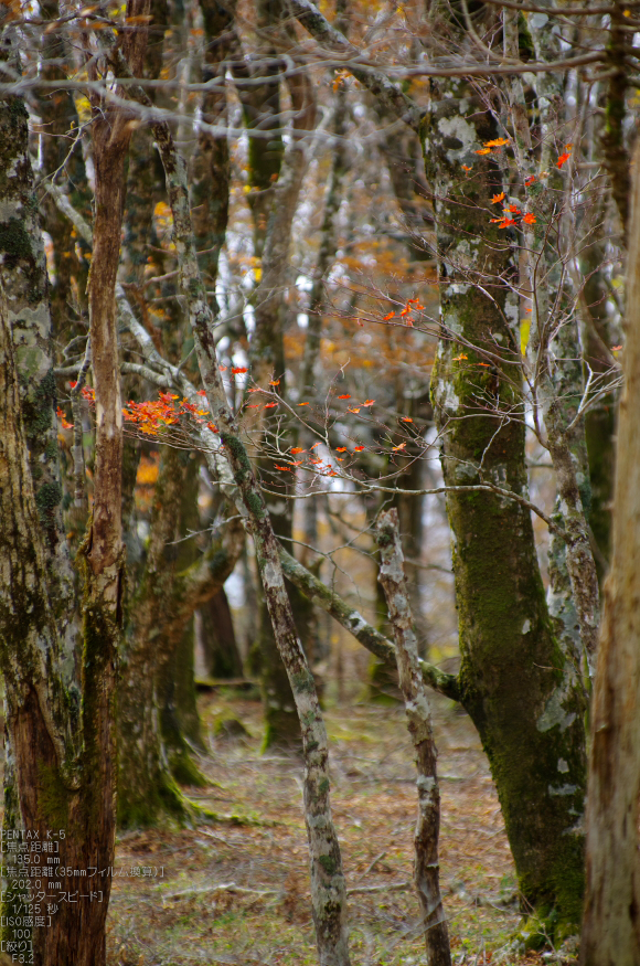 大台ヶ原_2011_紅葉_46.jpg