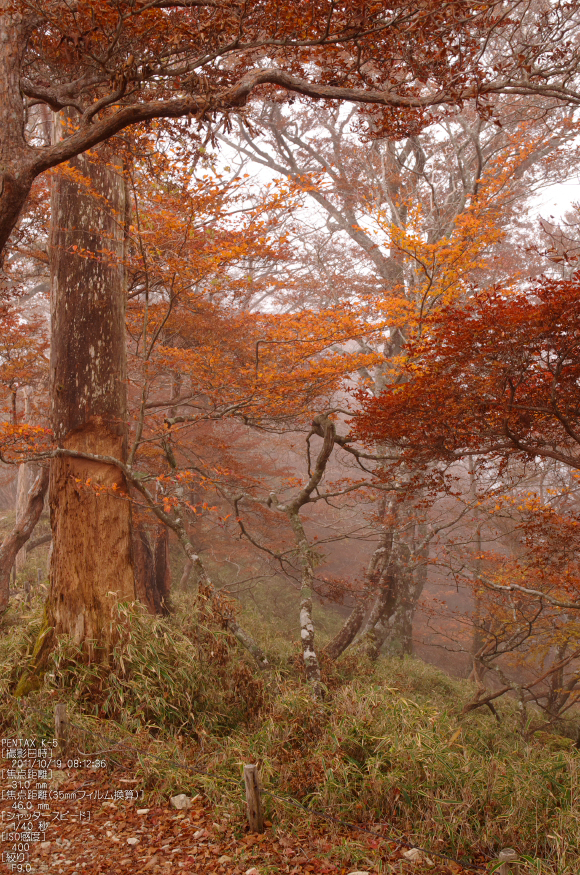 大台ヶ原_2011_紅葉_6.jpg