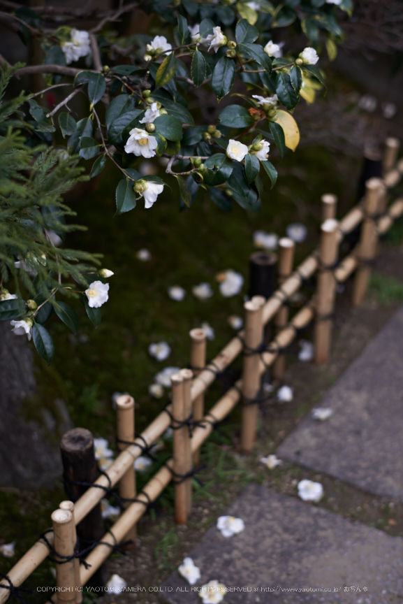 大和七福八宝めぐり,おふさ観音,2014_DSC_6466Cap(F2.2,AF-S,NIKKOR58,1,4G,D800E)2014yaotomi.jpg