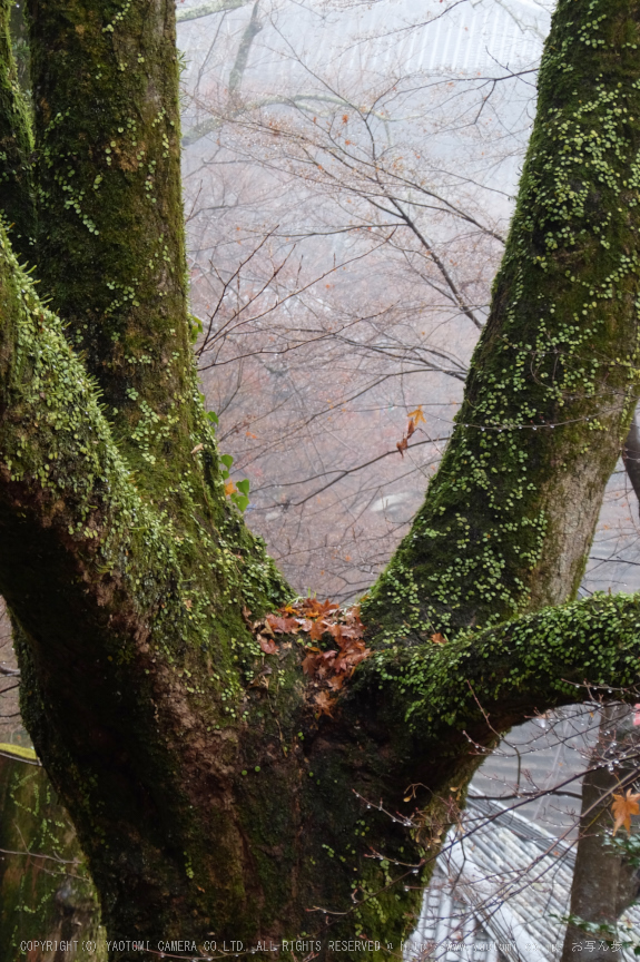 大和七福八宝めぐり,長谷寺_DSCF0241(Cap,25.6mm,F4.9,iso100,XQ1)2014yaotomi.jpg