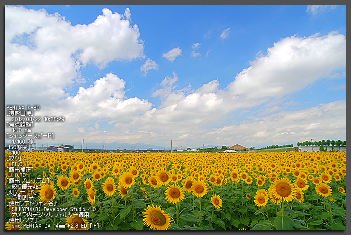 大垣ひまわり_2012_yaotomi_お写ん歩_1.jpg