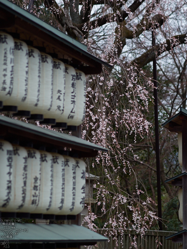 大石神社_しだれ桜_2013yaotomi_3s.jpg