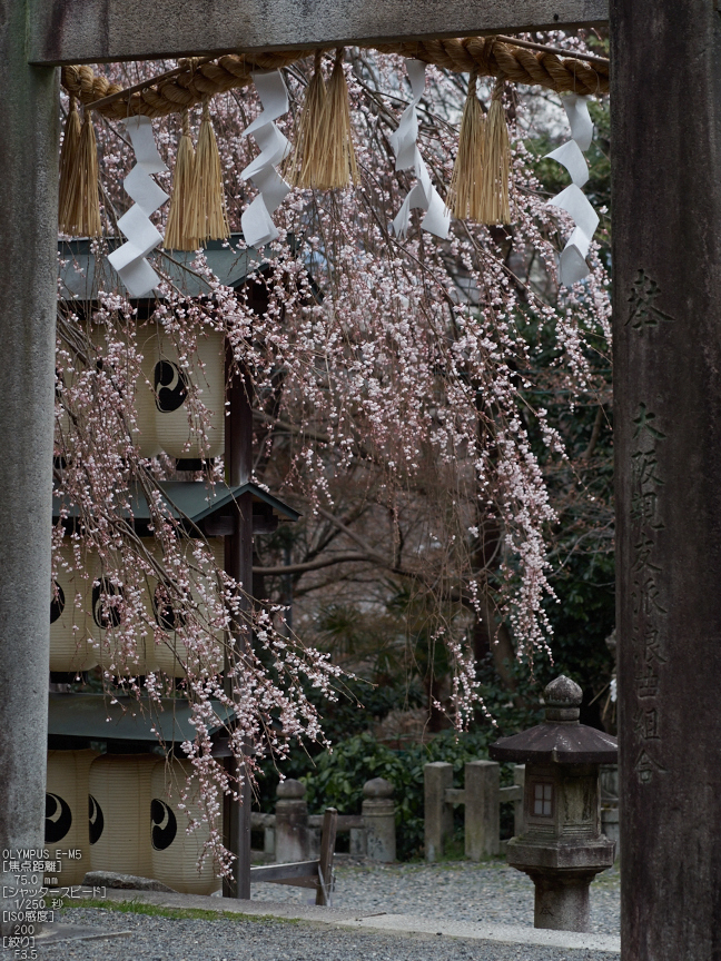 大石神社_しだれ桜_2013yaotomi_5s.jpg