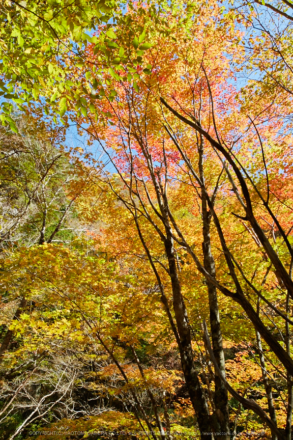 天ノ川渓谷,紅葉(IMG_8531,20 mm,F7.1,iso100)2015yaotomi_.jpg