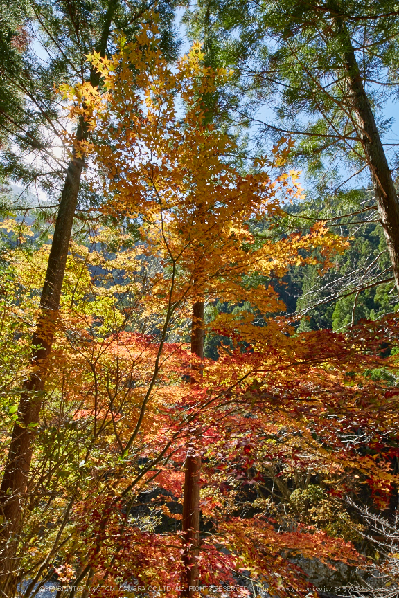 天ノ川渓谷,紅葉(IMG_8580,20 mm,F14,iso100)2015yaotomi_.jpg