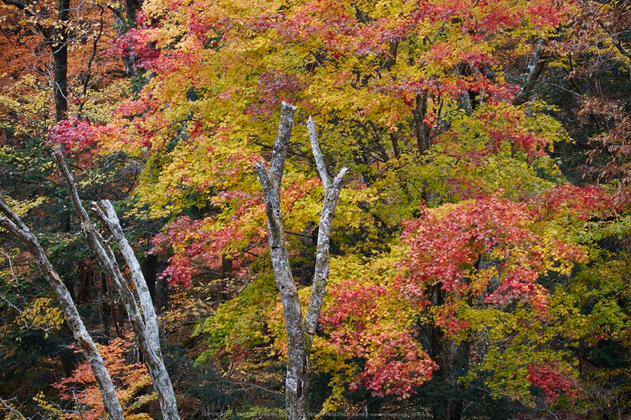 http://www.yaotomi.co.jp/blog/walk/%E5%A4%A9%E3%83%8E%E5%B7%9D%E6%B8%93%E8%B0%B7%2C%E7%B4%85%E8%91%89%28IMG_8824%2C172%20mm%2CF5.6%2Ciso500%292015yaotomi_.jpg