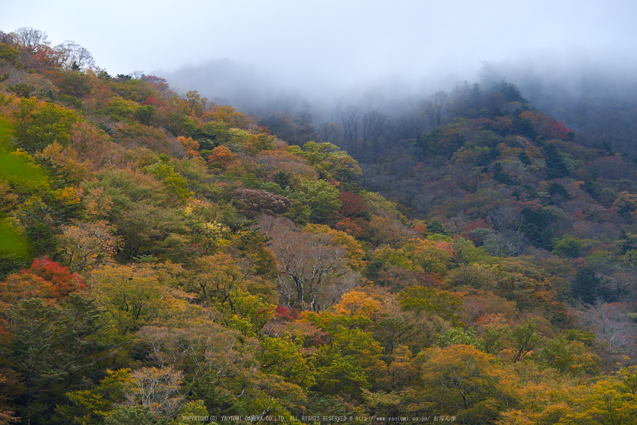 http://www.yaotomi.co.jp/blog/walk/%E5%A4%A9%E5%B7%9D%2C%E5%B0%8F%E5%9D%AA%E8%B0%B7%28PK1_2717%2C140%20mm%2CF5.6%292016yaotomi_.jpg