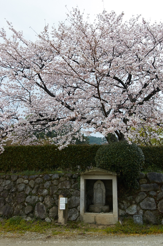 奈良,九品寺,桜(PK3_1288,22 mm,F5,K3)2015yaotomi.jpg