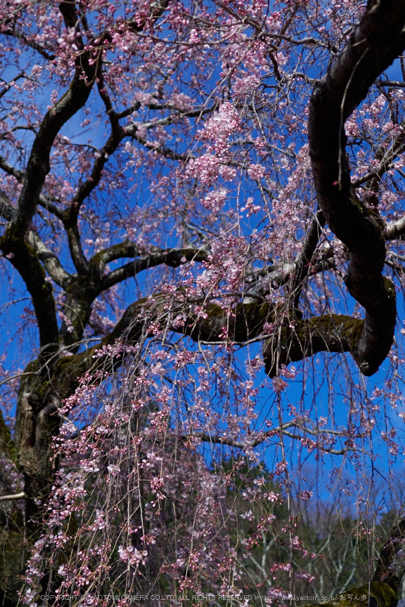 奈良,専称寺,桜_EM160197_2016yaotomi.jpg