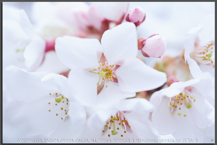 奈良,本善寺_桜,2013.jpg