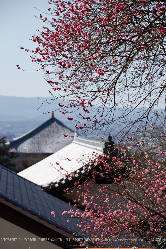 奈良,梅,SIGMA18_200,(IMG_9914,75mm,F5.6)2014yaotomi_.jpg