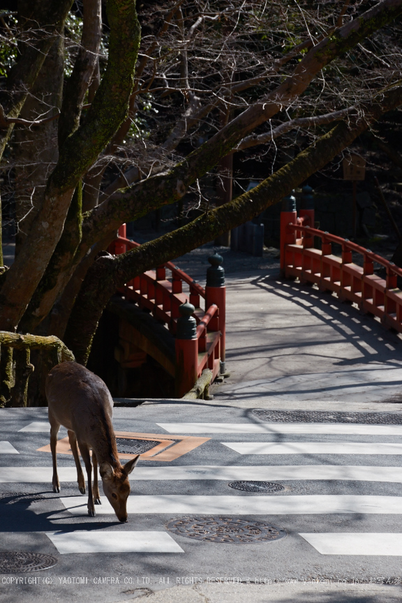 奈良,梅,SIGMA18_200,(IMG_9925,106mm,F9)2014yaotomi_.jpg