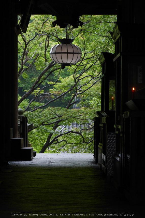 奈良,長谷寺,紫陽花(P1010260,92 mm,F9)2015yaotomi_.jpg