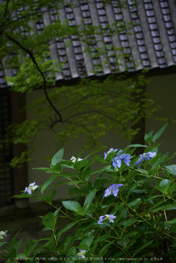 奈良,長谷寺,紫陽花(P1010287,97 mm,F6.3)2015yaotomi_.jpg