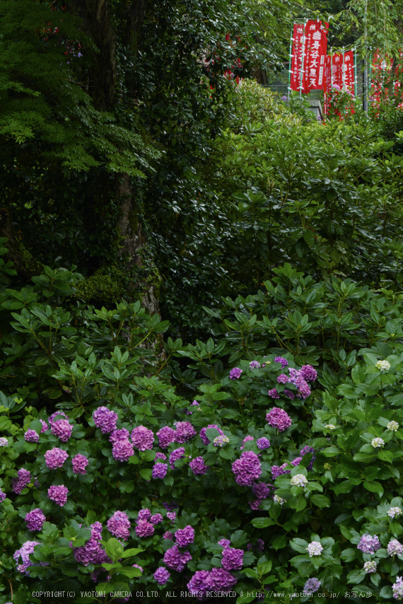 奈良,長谷寺,紫陽花(P1010337,46 mm,F6.3)2015yaotomi_.jpg