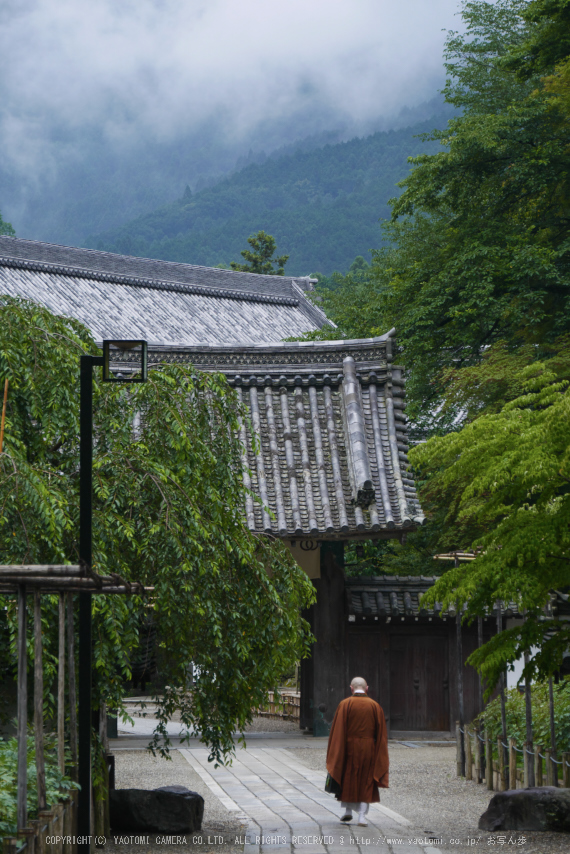 奈良,長谷寺,紫陽花(P1010343,81 mm,F5.6)2015yaotomi_.jpg