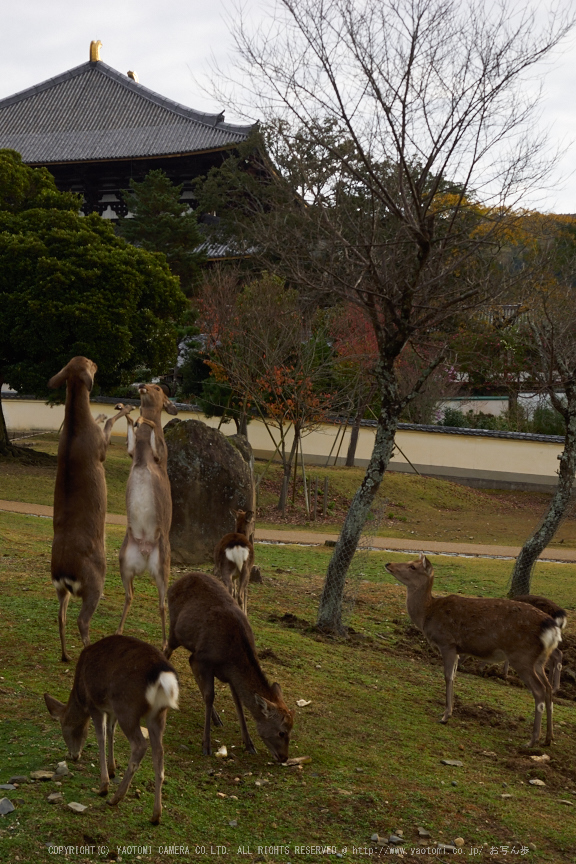 奈良公園,東大寺,紅葉(PB250179,28 mm,F4.5,iso200)2015yaotomi.jpg