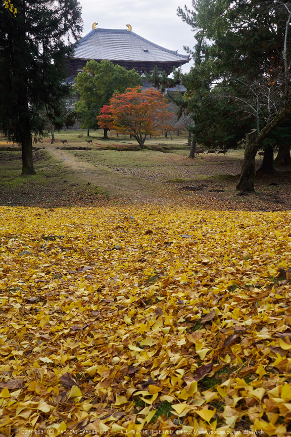 奈良公園,東大寺,紅葉(PB250209,16-mm,F4.5,iso200)2015yaotomi_s.jpg