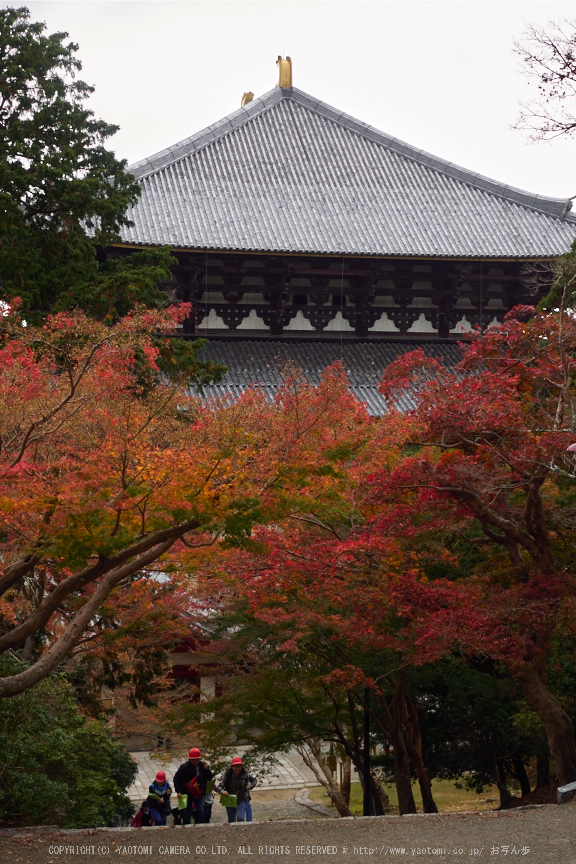 奈良公園,東大寺,紅葉(PB250287,30 mm,F6.3,iso200)2015yaotomi.jpg