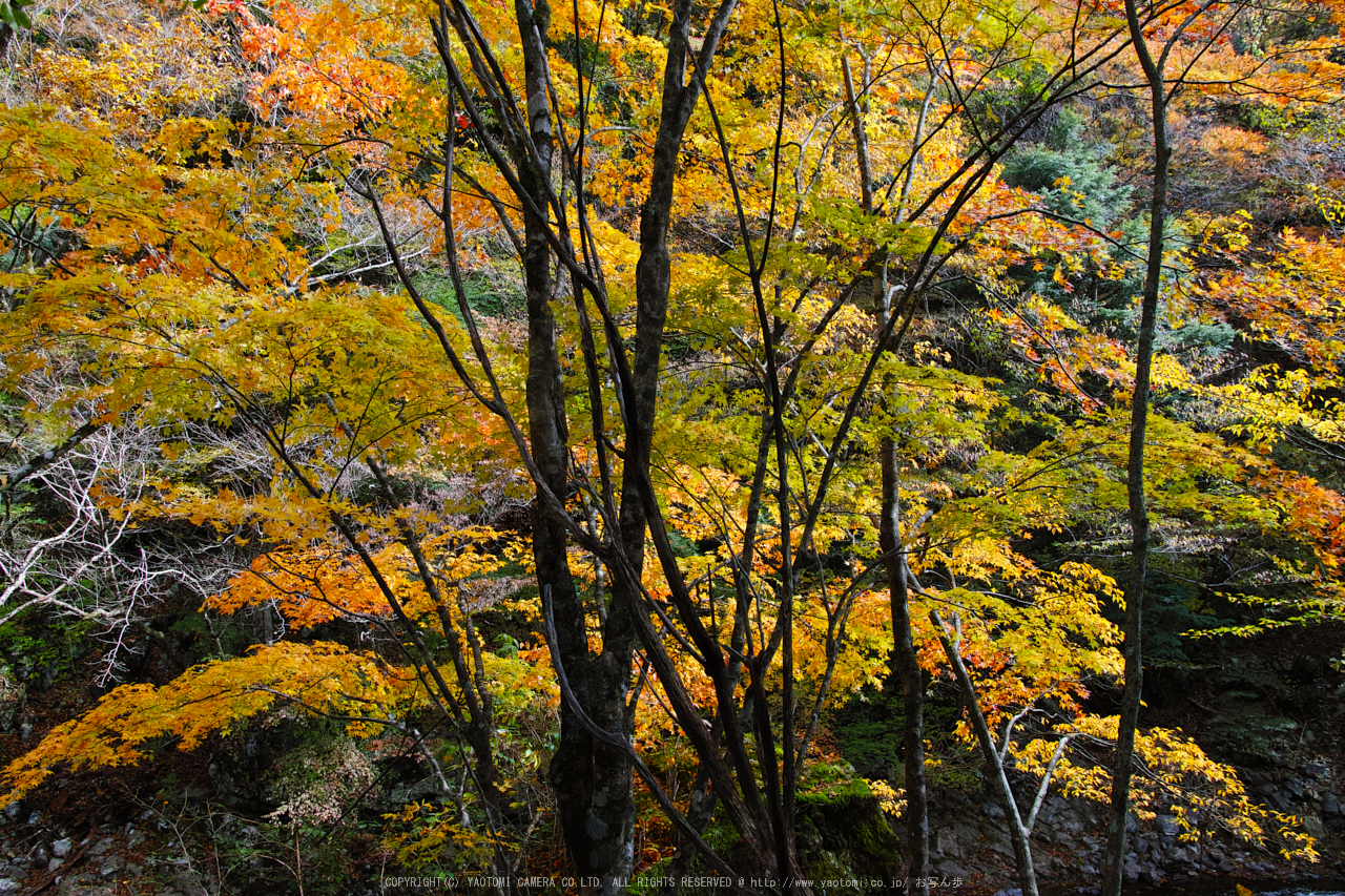 http://www.yaotomi.co.jp/blog/walk/%E5%A5%88%E8%89%AF%E5%A4%A9%E5%B7%9D%2C%E3%81%BF%E3%81%9F%E3%82%89%E3%81%84%E7%B4%85%E8%91%89%28SDQ_3407b%2C18%20mm%2CF5.6%292016yaotomi.jpg