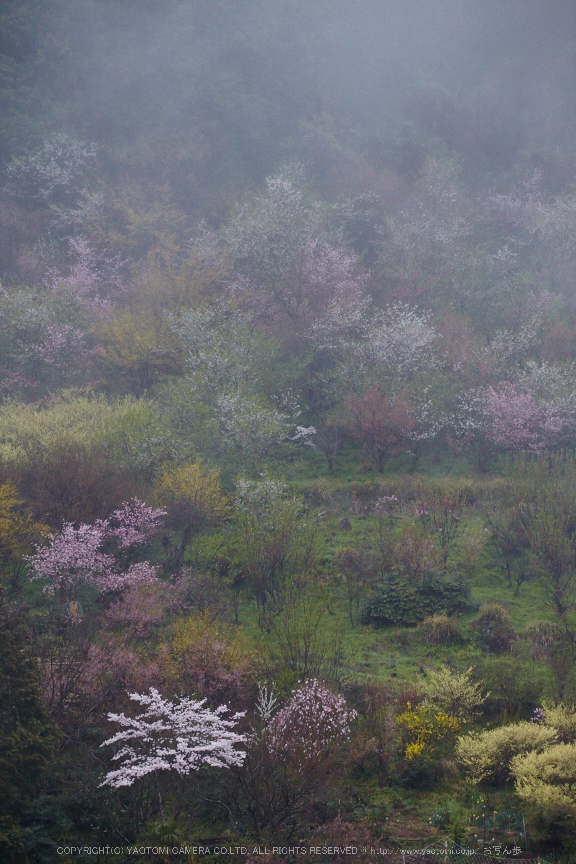 奈良西吉野,桜(IMG_7990,221 mm,F7.1_5DII)2015yaotomi.jpg