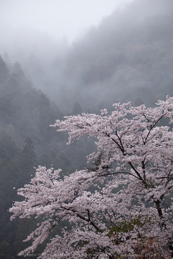 奈良西吉野,桜(IMG_8019,163 mm,F7.1_5DII)2015yaotomi.jpg