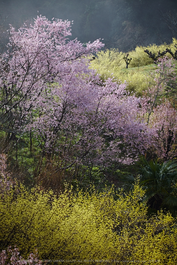 奈良西吉野,桜(IMG_8096,150 mm,F5.6_5DII)2015yaotomi.jpg