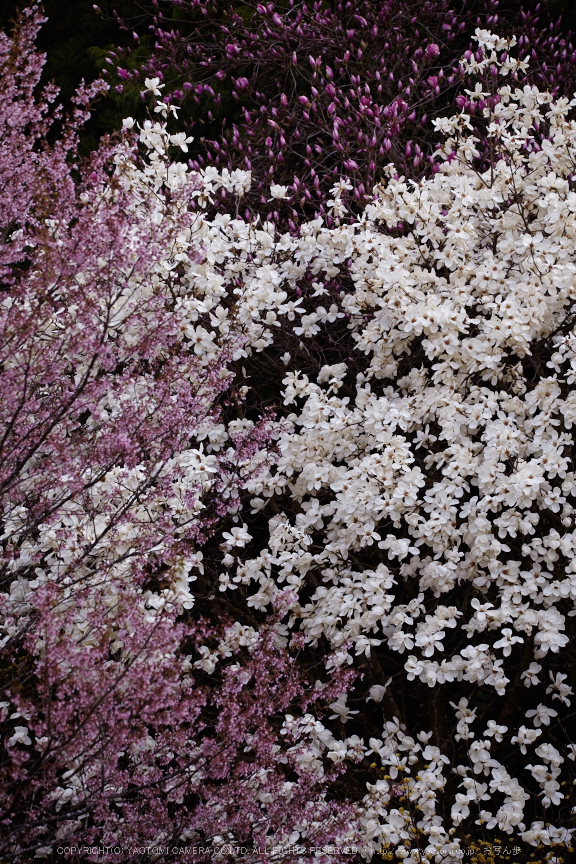 奈良西吉野,桜(IMG_8116,196 mm,F5.6_5DII)2015yaotomi.jpg