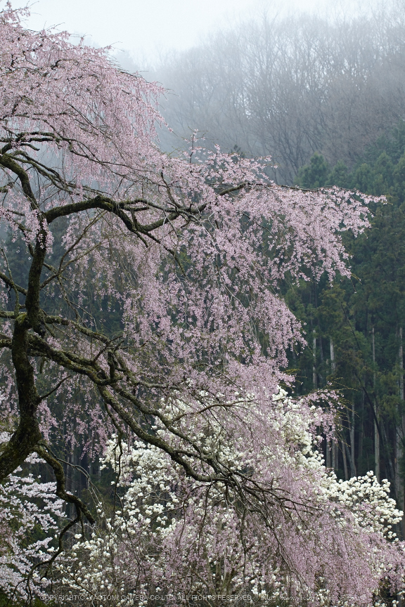 奈良西吉野,桜(IMG_8195,150 mm,F8_5DII)2015yaotomi.jpg