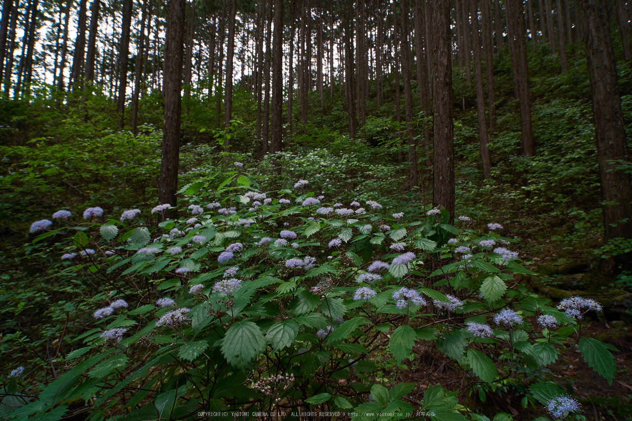 http://www.yaotomi.co.jp/blog/walk/%E5%AE%87%E9%99%80%2C%E3%82%B3%E3%82%A2%E3%82%B8%E3%82%B5%E3%82%A4%28EM110307%292016yaotomi.jpg