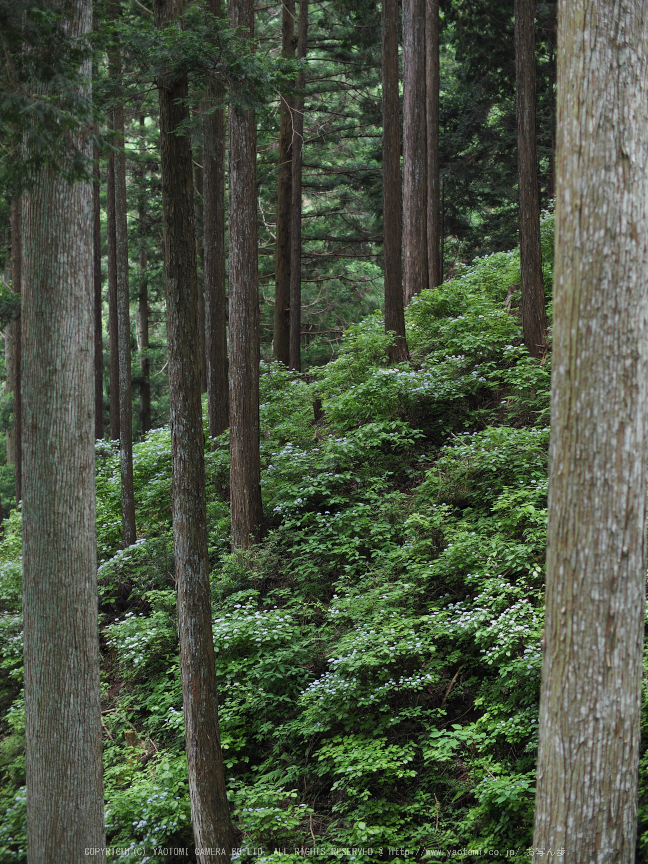 宇陀,コアジサイ(P6111136,43 mm)2016yaotomi.jpg