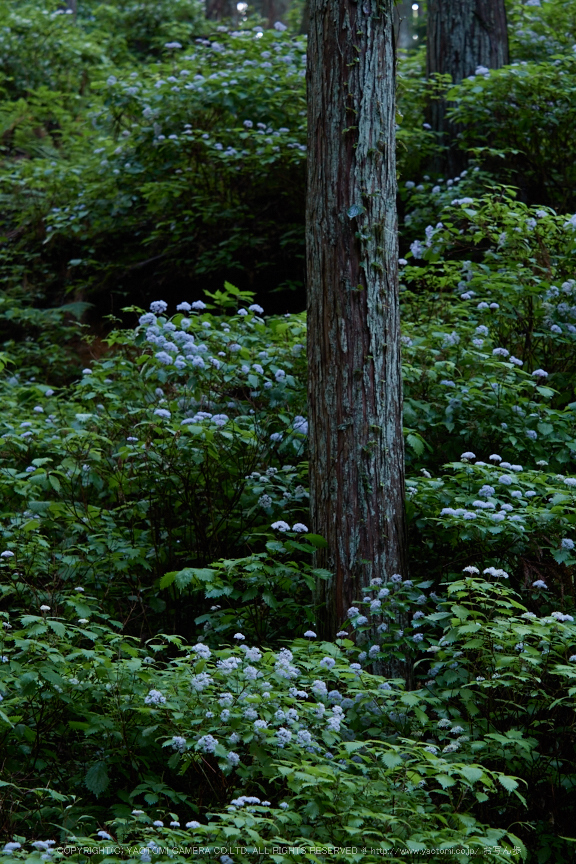 宇陀,小紫陽花(_6100338,60 mm,F3.5)2015yaotomi_.jpg