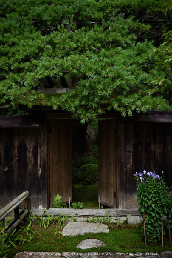 宝泉院,秋海棠(DSC_0092,35mm,F2.2,D810)2014yaotomi_.jpg