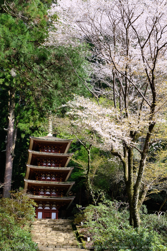 室生寺,桜(DSCF0290,39 mm,F8,iso200)2016yaotomi_.jpg