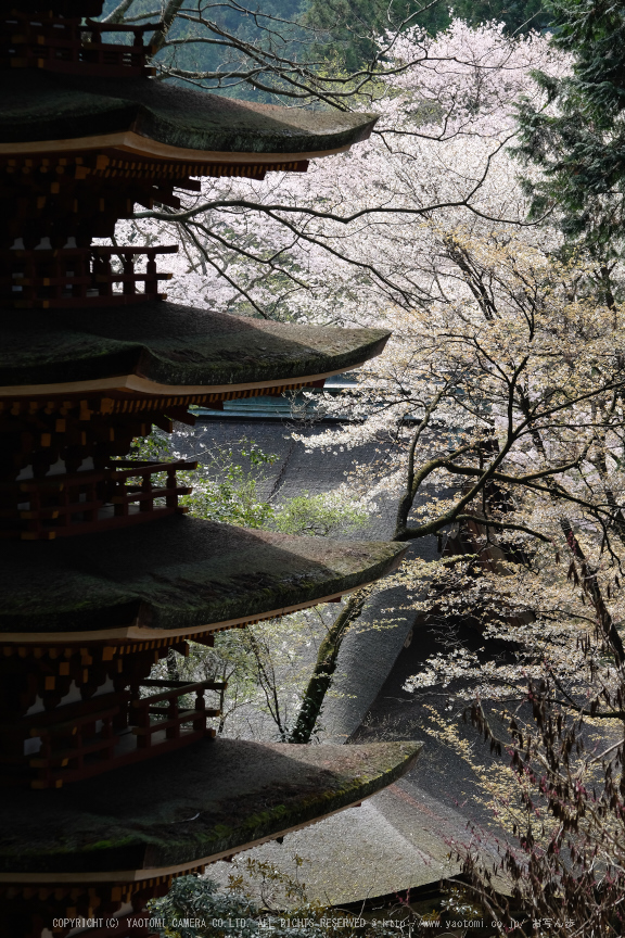 室生寺,桜(DSCF0383,98 mm,F8,iso200)2016yaotomi_.jpg