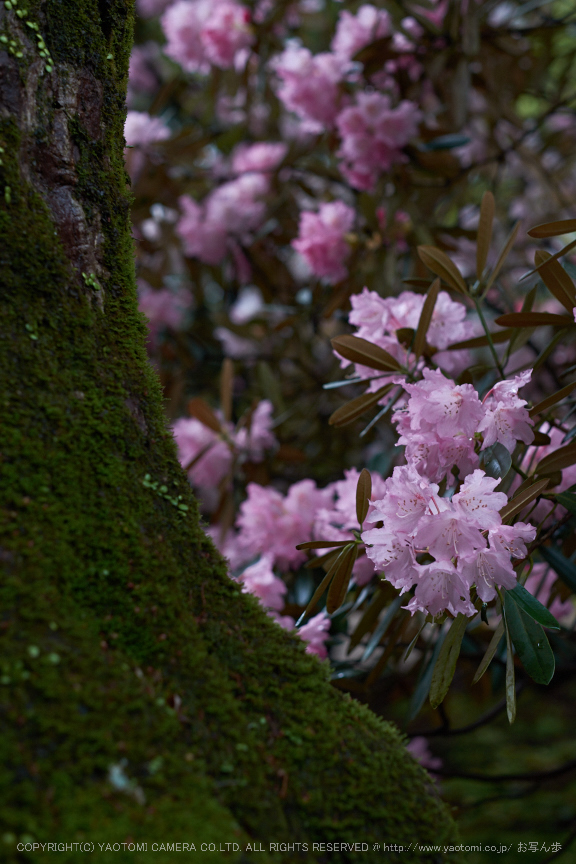 室生寺,石楠花(DSCF6180,F2.5,56mm)2014yaotomi_.jpg