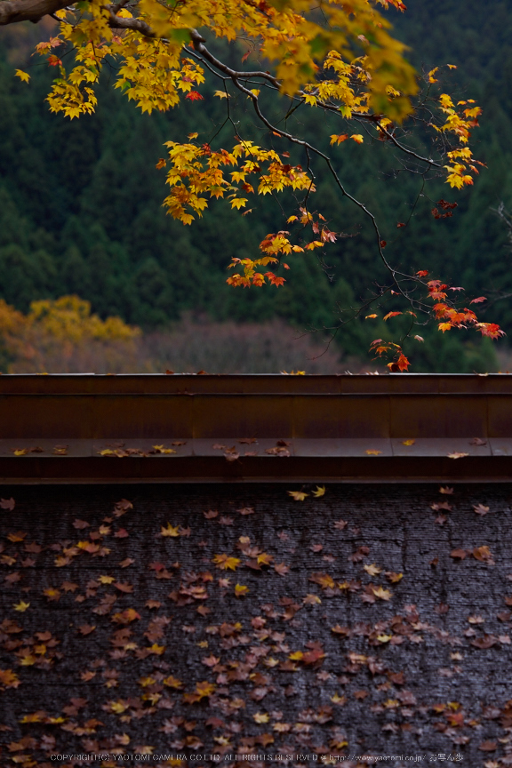 室生寺,紅葉(PB190541,90 mm,F3.2,iso200)2015yaotomi_.jpg