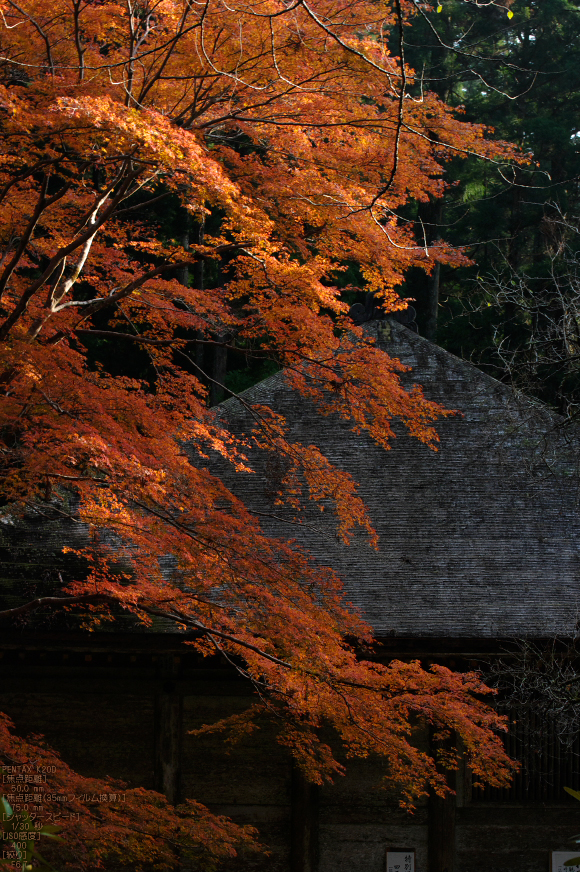 室生寺・紅葉_2011_31.jpg