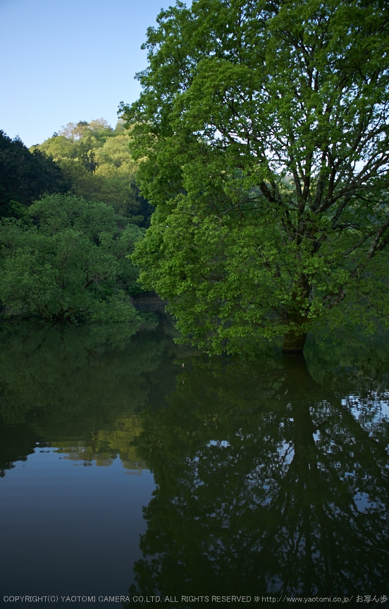 室生湖,新緑(P1040217,F1.7)2014yaotomi_2.jpg