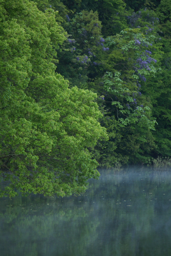 室生湖,新緑(P1120452,85mm,F2,8)2014yaotomi_.jpg