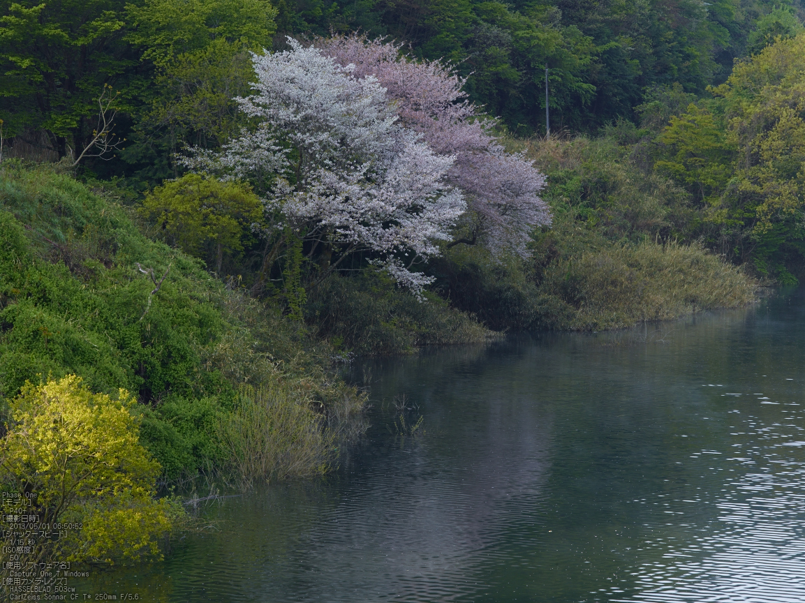 http://www.yaotomi.co.jp/blog/walk/%E5%AE%A4%E7%94%9F%E6%B9%96%E3%81%AE%E6%96%B0%E7%B7%91_2013yaotomi_11s.jpg