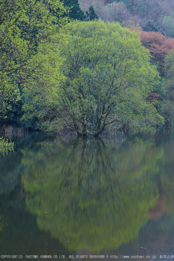 室生湖・新緑,桜(DSCF5077,F9,60.7)2014yaotomi_.jpg