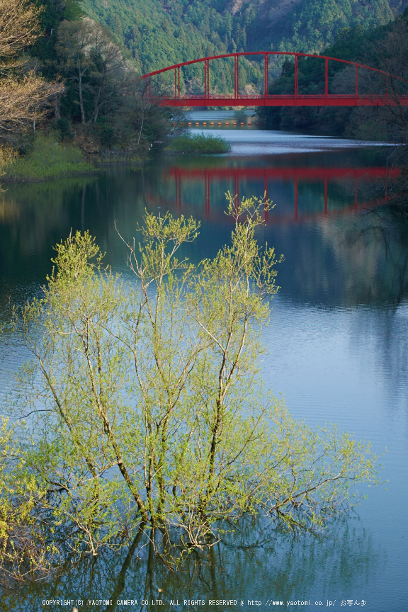 室生湖・新緑,桜(DSCF5216,F8,55mm)2014yaotomi_.jpg