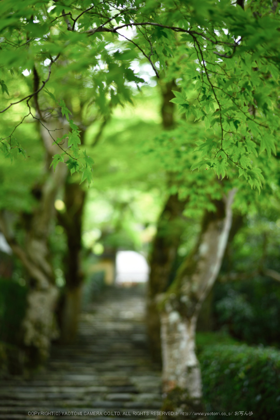 寂光院,シュウカイドウ(DSC_0272,F2,50mm,D810)2014yaotomi_.jpg