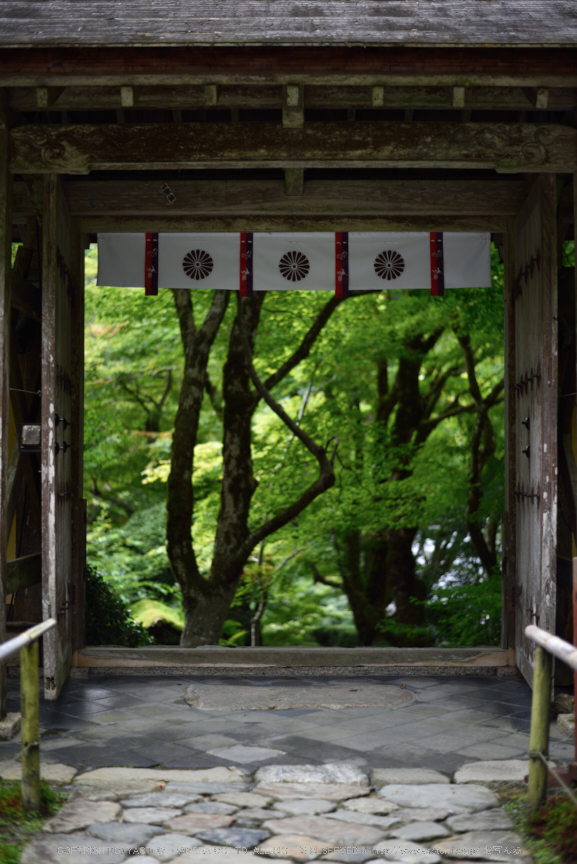 寂光院,シュウカイドウ(DSC_0310,F1.8,50mm,D810)2014yaotomi_.jpg