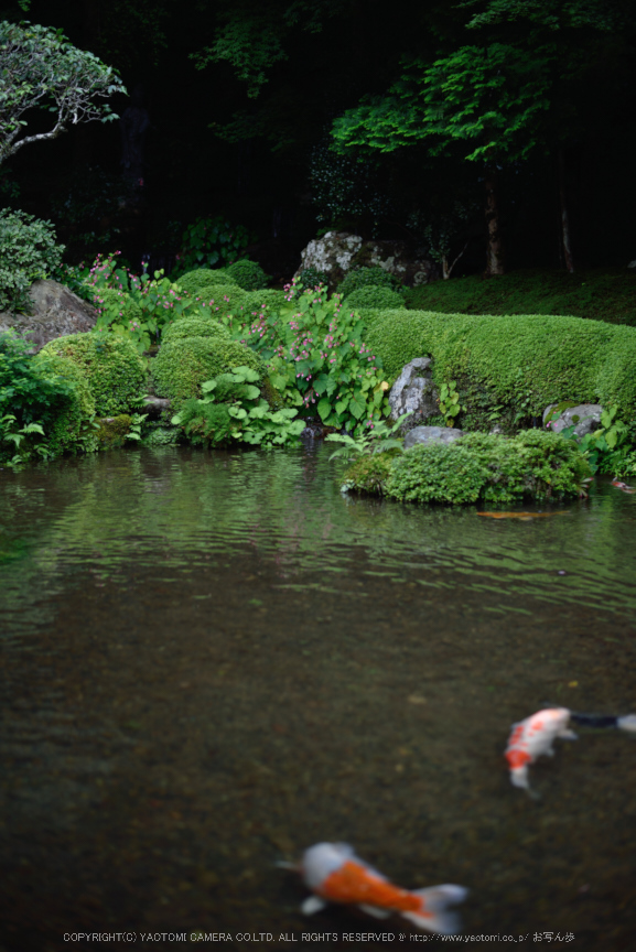 寂光院,シュウカイドウ(DSC_0313,F2,50mm,D810)2014yaotomi_.jpg