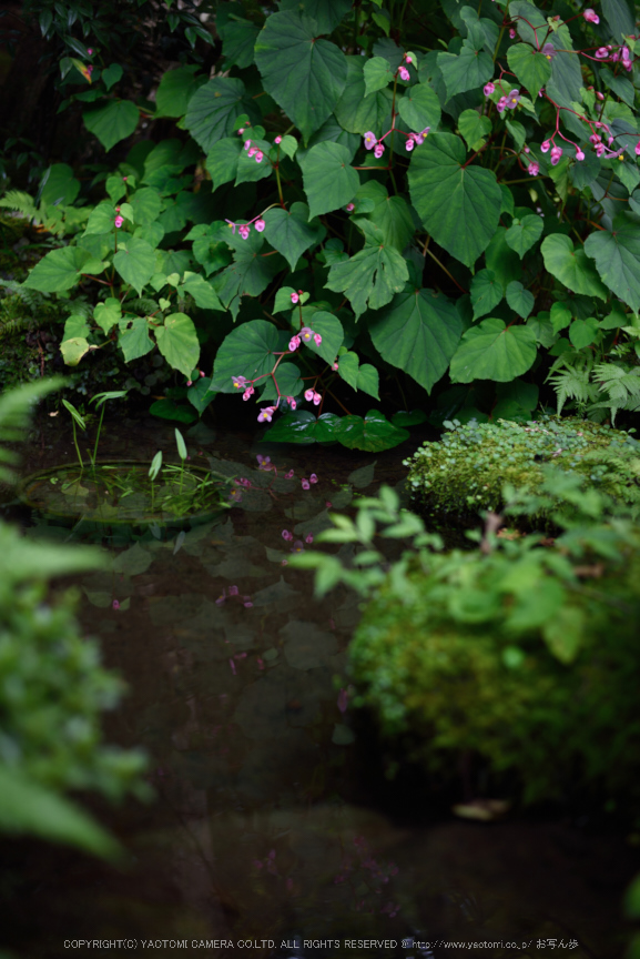 寂光院,シュウカイドウ(DSC_0341,F2.2,50mm,D810)2014yaotomi_.jpg