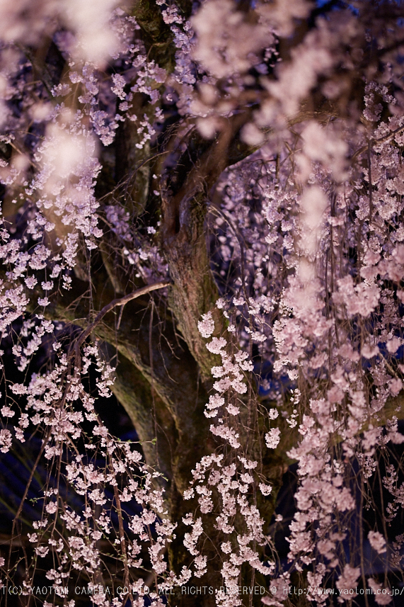 専称寺,桜_IMG_8329,2017yaotomi.jpg