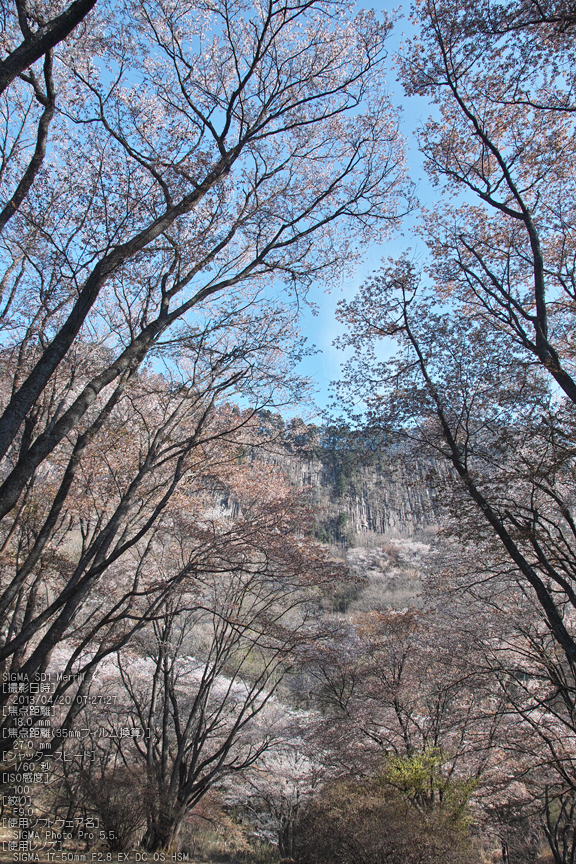 屏風岩公園の桜(SD1m)_2013yaotomi_23s.jpg